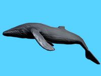 Low-Poly Humpback Whale