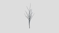 Redgum - Winter - 5 years old