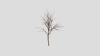 Seven-Son Flower - Winter - 5 years old