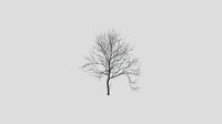 Modesto Ash - Winter - 20 years old