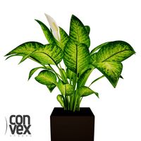 Potted Plant12 3D Model