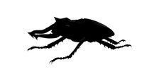 Bug low poly