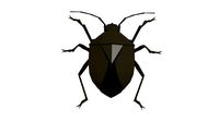 Bug low poly