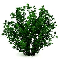 CGAxis Guelder Rose 3D Model