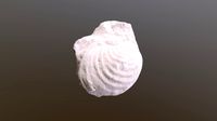 Inoceramus whitneyi (replica)