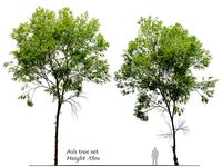 Ash tree set
