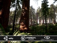 Redwood Forest