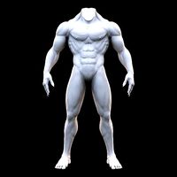Human Muscular Body