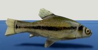 7 Fish Pack with Fish Fillet Knife