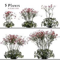 Set of Geranium palmatum or Canary Island geranium Plant