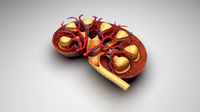 Kidney Section