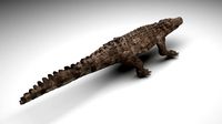 Crocodile