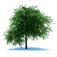 Cherry tree with berries 3D Model