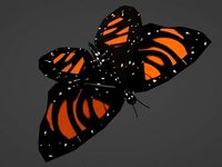 Butterfly animated and fully rigged