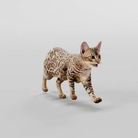 Bengal Cat Game Ready