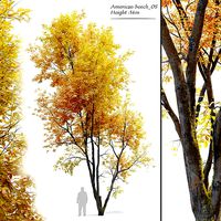 Autumn American beech