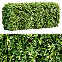 Laurel Hedging Bushes vol 111