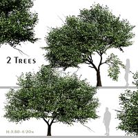 Set of Catalpa Ovata or Chinese Catalpa Tree - 2 Trees