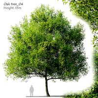 Oak tree 4
