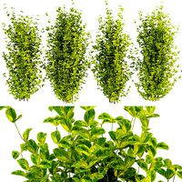 Collection plant vol 369 - EVERGREEN - SPINDLE - bush - outdoor