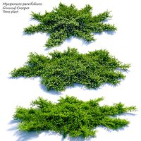 Myoporum parvifolium
