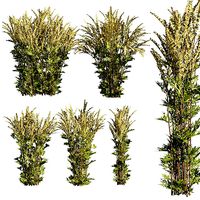 Collection plant vol 367 - COMMON MUGWORT - ble - 3ds - c4d