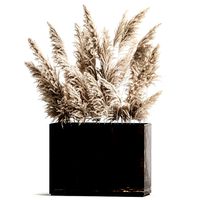 Decorative white Pampas Grass In A Rusty Pot