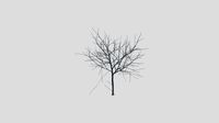 Montpellier Maple - Winter - 15 years old