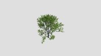 Sweetgum - Summer - 20 years old