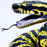 Zebra Jungle Carpet Python