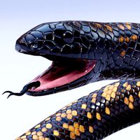 Calabar Python