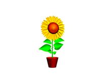 Sunflower flower plant isolated