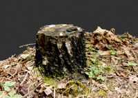 3d scanned nature tree stump
