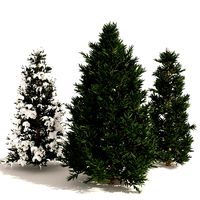3 summer and winter Fraser Fir Christmas Trees