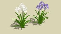 AGAPANTO AGAPANTHUS BRANCO E AZUL JADY