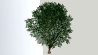 Jabuticabeira - Plinia cauliflora