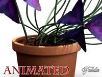 Oxalis triangularis STD MAT 3D Model