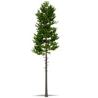 Pine 3D Model