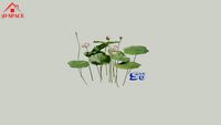 Hoa sen súng 09