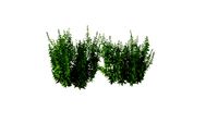 Urtica dioica - Common nettle plant