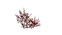 Ilex - Winterberry