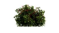 Ilex - Holly shrub
