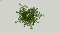 araucaria