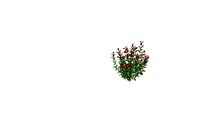 Photinia red robin