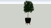 Растение в кашпо / Фикус в горшке / Plant