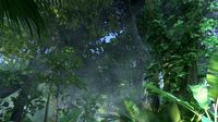 Rainforest