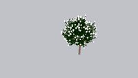 Natchez Crape Myrtle - no lines