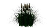 Cortaderia selloana : Capim dos pampas