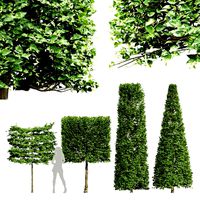 Carpinus Betulus Broadleaf Pole-Box-Cigarette-Conical 4Tree