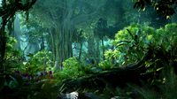 Rainforest